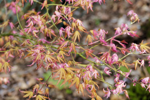 Acer palmatum Rokugatsuen Nishiki      